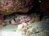 Common Goatfish, photographed in Taiwan