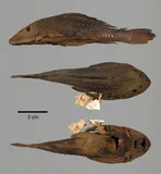 Orinoco Sailfin Catfish