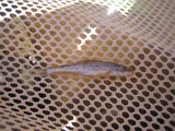Speckled Chub, photographed in New Mexico