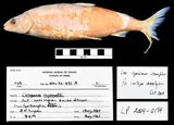 Shortnose Cisco, photographed in Ontario (Prov.)