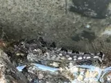 Sharpnose Sculpin, photographed in Oregon
