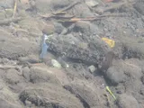 Akupa Sleeper, photographed in Hawaii