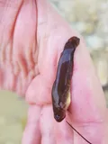 Yellow Bullhead, photographed in Pennsylvania