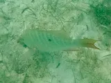 Mutton Snapper, photographed in Quintana Roo