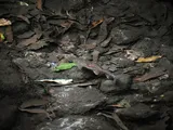 Rainbow Trout, photographed in San José