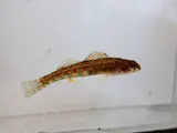 Holiday Darter, photographed in Alabama