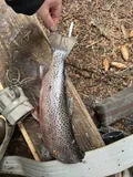 Cutthroat Trout, photographed in British Columbia