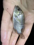 Blackchin Tilapia, photographed in Florida
