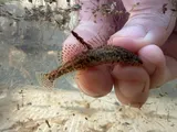 Swamp Darter, photographed in Mississippi