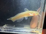 Black Madtom, photographed in Alabama