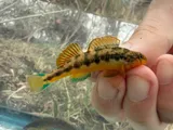 Saffron Darter, photographed in Tennessee