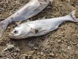 Silver Carp, photographed in Indiana
