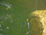 Variable Platyfish, photographed in Queensland