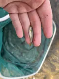 Bull Chub, photographed in North Carolina