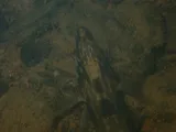 Longhead Darter, photographed in New York