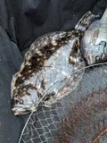 Southern Flounder, photographed in Georgia
