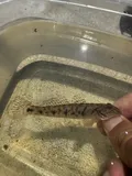 River Goby, photographed in Florida