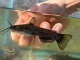 Flat Bullhead, photographed in North Carolina
