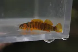 Golden Darter, photographed in Tennessee