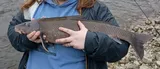 Blue Sucker, photographed in Indiana