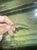 Bluespar Darter, photographed in Virginia