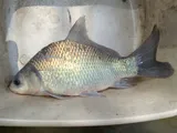 Smallmouth Buffalo, photographed in Mississippi