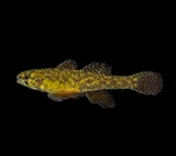 Least Darter, photographed in Ohio