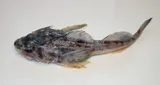 Fourhorn Sculpin, photographed in Stockholms län