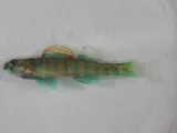 Emerald Darter, photographed in Kentucky