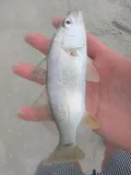 Silver Perch, photographed in Georgia