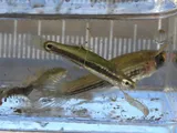 Pygmy Killifish, photographed in Florida