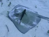 Southern Stingray, photographed in West Bay
