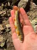 Largescale Stoneroller, photographed in Tennessee