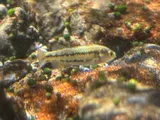 White River Springfish, photographed in Nevada