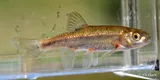 Coastal Roach, photographed in California
