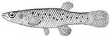Saltmarsh Topminnow, photographed in Texas