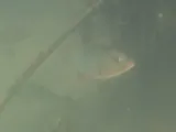 Colorado Snapper, photographed in Baja California Sur