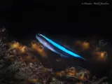 Neon Goby, photographed in Florida