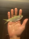 False Herring, photographed in Florida