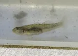 Northern Tidewater Goby, photographed in California