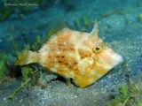Pygmy Filefish, photographed in Florida