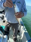 Spotted Seatrout, photographed in Florida