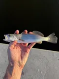 Silver Seatrout, photographed in Florida