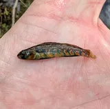 Current Darter, photographed in Missouri