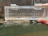 Eastern Sand Darter, photographed in Kentucky