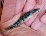Stripeback Darter, photographed in Maryland