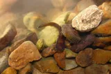 Slender Madtom, photographed in Tennessee
