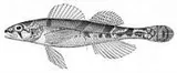 Stargazing Darter, photographed in Arkansas