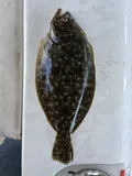 Summer Flounder, photographed in New Jersey