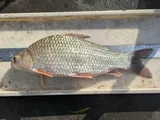 River Carpsucker, photographed in Arkansas